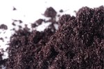 Image 4 - Organic Acai Powder photo