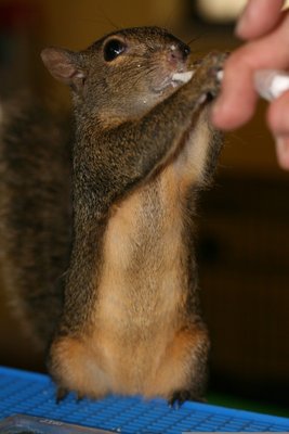 Nuts for Lovely Lita's Sheltering Tree Foundation