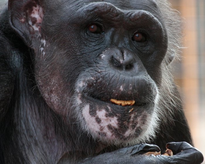 Nuts for Chimpanzee Sanctuary Northwest photo