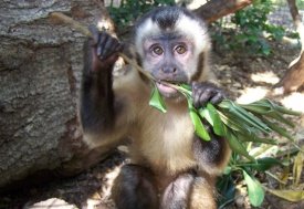 Nuts for Jungle Friends Primate Sanctuary photo