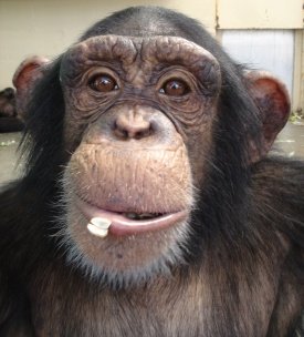 Save The Chimps Small Care Package photo